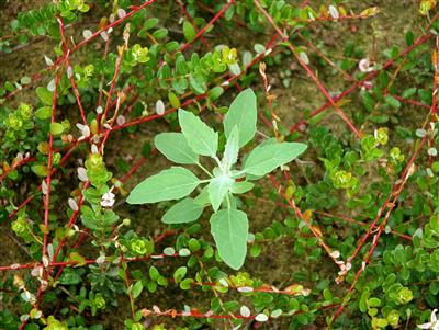 Laboratoire d'expertise et de diagnostic en phytoprotection - MAPAQ