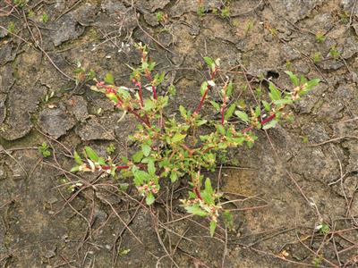 Laboratoire d'expertise et de diagnostic en phytoprotection - MAPAQ