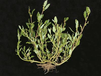 Laboratoire d'expertise et de diagnostic en phytoprotection - MAPAQ