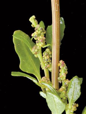 Laboratoire d'expertise et de diagnostic en phytoprotection - MAPAQ