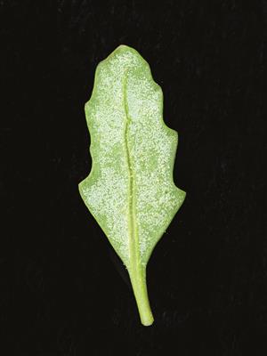 Laboratoire d'expertise et de diagnostic en phytoprotection - MAPAQ