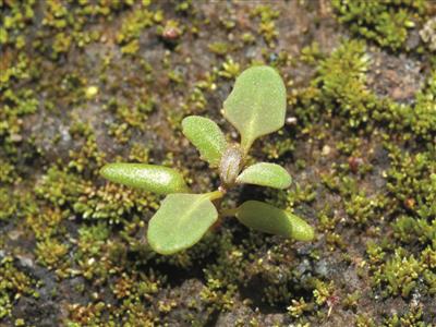 Laboratoire d'expertise et de diagnostic en phytoprotection - MAPAQ