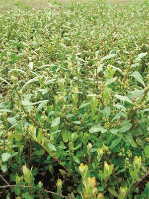Laboratoire d'expertise et de diagnostic en phytoprotection - MAPAQ