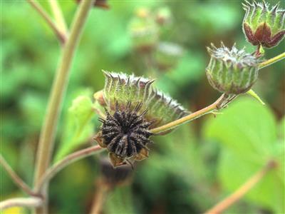 Laboratoire d'expertise et de diagnostic en phytoprotection - MAPAQ