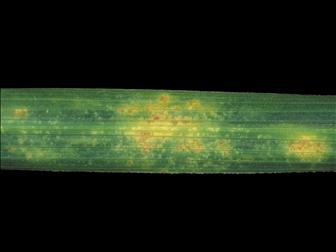 Laboratoire d'expertise et de diagnostic en phytoprotection - MAPAQ