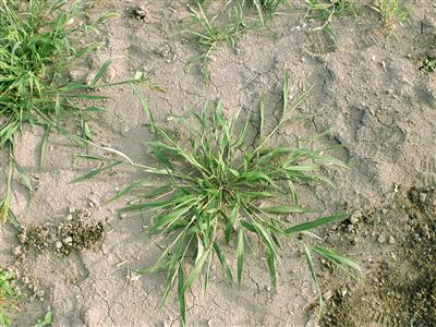 Laboratoire d'expertise et de diagnostic en phytoprotection - MAPAQ