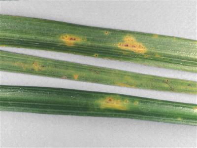 Laboratoire d'expertise et de diagnostic en phytoprotection - MAPAQ