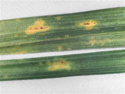 Laboratoire d'expertise et de diagnostic en phytoprotection - MAPAQ