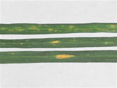 Laboratoire d'expertise et de diagnostic en phytoprotection - MAPAQ
