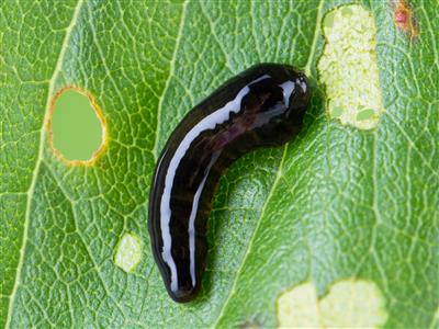 Laboratoire d'expertise et de diagnostic en phytoprotection - MAPAQ