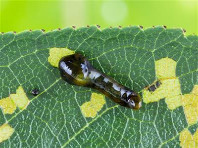 Laboratoire d'expertise et de diagnostic en phytoprotection - MAPAQ