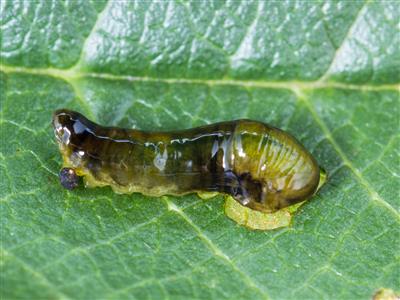 Laboratoire d'expertise et de diagnostic en phytoprotection - MAPAQ