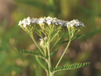 Flore du Québec :: Présentation = Achillée millefeuille [Achillea  millefolium]