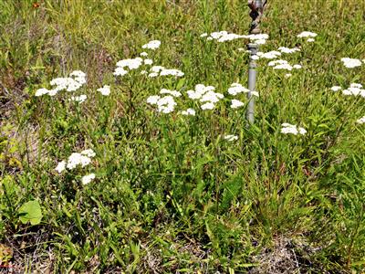 Flore du Québec :: Présentation = Achillée millefeuille [Achillea  millefolium]