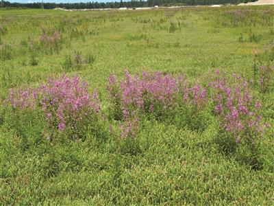 Laboratoire d'expertise et de diagnostic en phytoprotection - MAPAQ