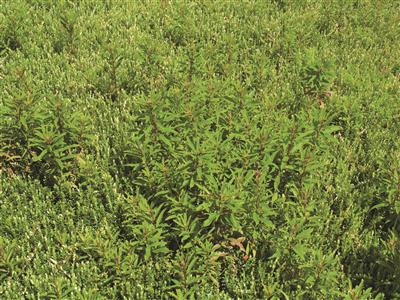 Laboratoire d'expertise et de diagnostic en phytoprotection - MAPAQ