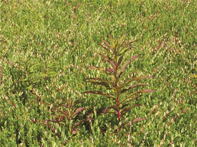 Laboratoire d'expertise et de diagnostic en phytoprotection - MAPAQ