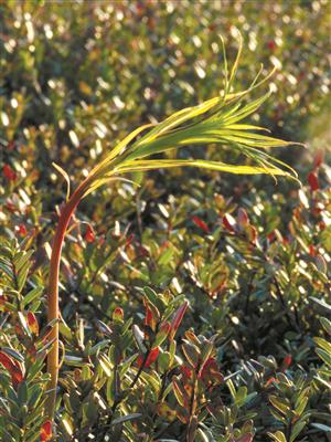 Laboratoire d'expertise et de diagnostic en phytoprotection - MAPAQ