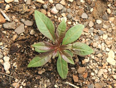 Laboratoire d'expertise et de diagnostic en phytoprotection - MAPAQ