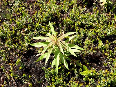 Laboratoire d'expertise et de diagnostic en phytoprotection - MAPAQ