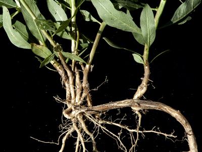 Laboratoire d'expertise et de diagnostic en phytoprotection - MAPAQ