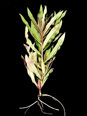 Laboratoire d'expertise et de diagnostic en phytoprotection - MAPAQ