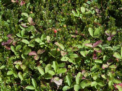 Laboratoire d'expertise et de diagnostic en phytoprotection - MAPAQ