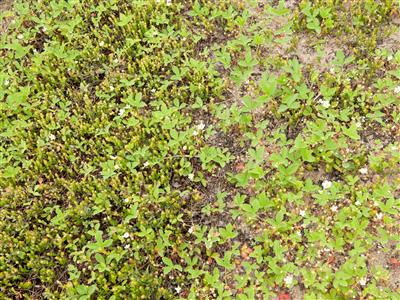Laboratoire d'expertise et de diagnostic en phytoprotection - MAPAQ