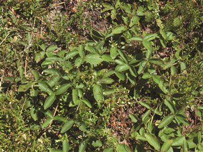 Laboratoire d'expertise et de diagnostic en phytoprotection - MAPAQ