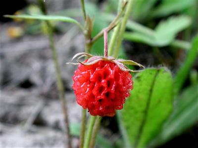 Laboratoire d'expertise et de diagnostic en phytoprotection - MAPAQ