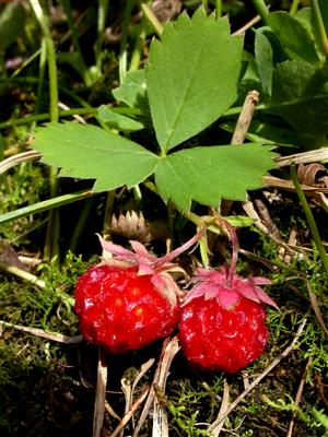 Laboratoire d'expertise et de diagnostic en phytoprotection - MAPAQ