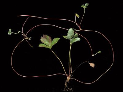 Laboratoire d'expertise et de diagnostic en phytoprotection - MAPAQ