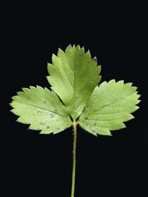 Laboratoire d'expertise et de diagnostic en phytoprotection - MAPAQ