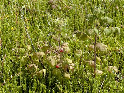 Laboratoire d'expertise et de diagnostic en phytoprotection - MAPAQ