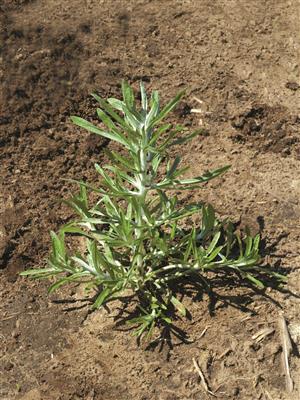 Laboratoire d'expertise et de diagnostic en phytoprotection - MAPAQ