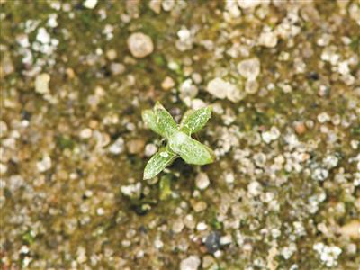 Laboratoire d'expertise et de diagnostic en phytoprotection - MAPAQ