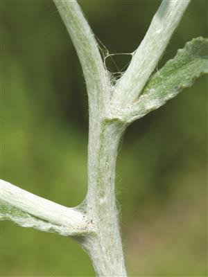 Laboratoire d'expertise et de diagnostic en phytoprotection - MAPAQ