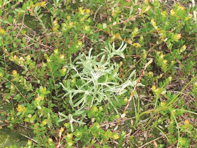 Laboratoire d'expertise et de diagnostic en phytoprotection - MAPAQ