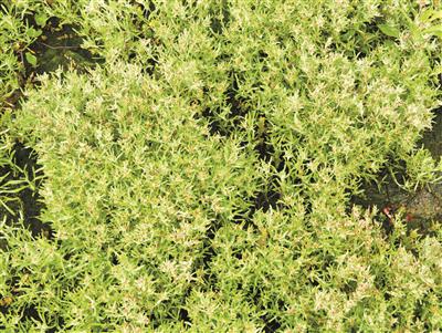 Laboratoire d'expertise et de diagnostic en phytoprotection - MAPAQ