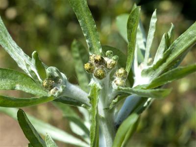 Laboratoire d'expertise et de diagnostic en phytoprotection - MAPAQ