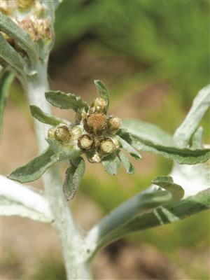 Laboratoire d'expertise et de diagnostic en phytoprotection - MAPAQ