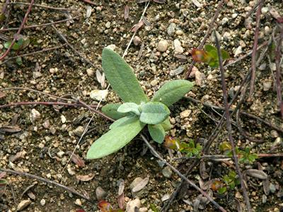 Laboratoire d'expertise et de diagnostic en phytoprotection - MAPAQ