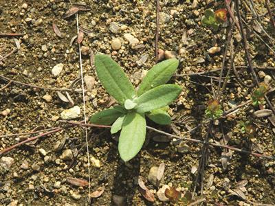 Laboratoire d'expertise et de diagnostic en phytoprotection - MAPAQ