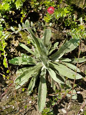 Laboratoire d'expertise et de diagnostic en phytoprotection - MAPAQ