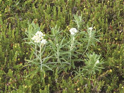 Laboratoire d'expertise et de diagnostic en phytoprotection - MAPAQ