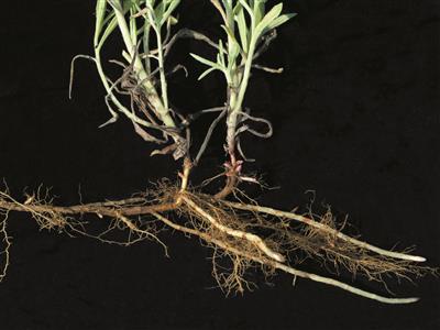 Laboratoire d'expertise et de diagnostic en phytoprotection - MAPAQ