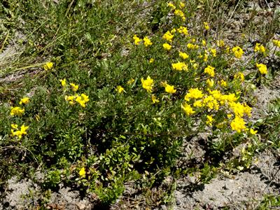 Laboratoire d'expertise et de diagnostic en phytoprotection - MAPAQ