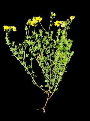 Laboratoire d'expertise et de diagnostic en phytoprotection - MAPAQ