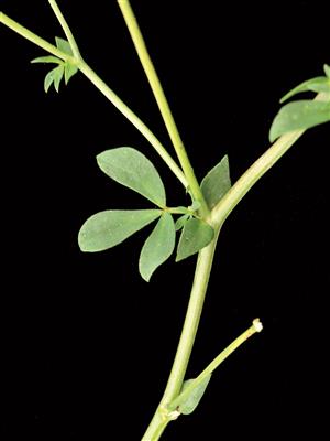 Laboratoire d'expertise et de diagnostic en phytoprotection - MAPAQ