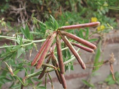 Laboratoire d'expertise et de diagnostic en phytoprotection - MAPAQ